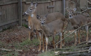 deer cwd story 12-23-14