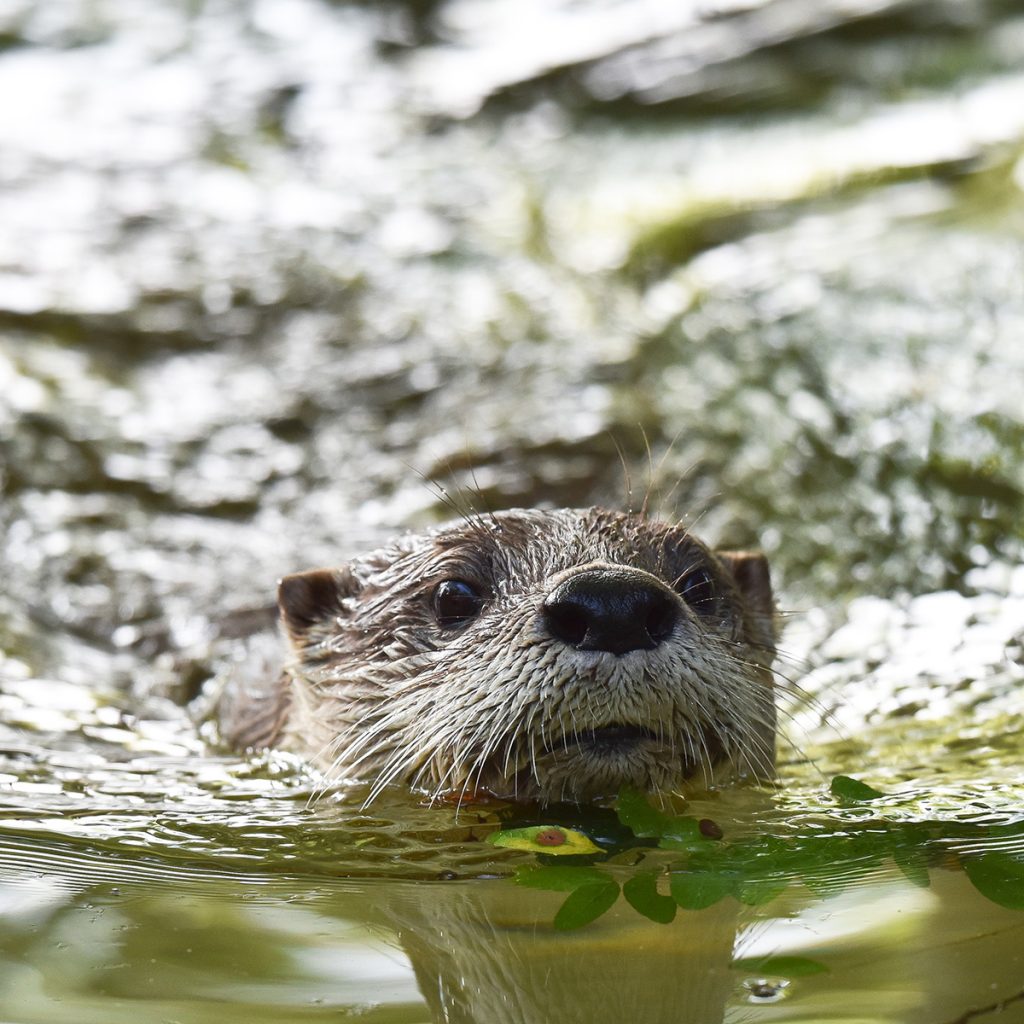 River Otter